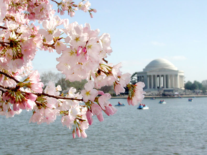 Cerisiers en fleurs encadrant le Jefferson Memorial sur le Tidal Basin - Spring National Cherry Blossom Festival à Washington, DC