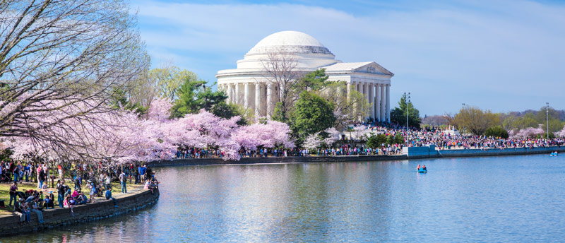 Tidal Basin und Jefferson Memorial während des National Cherry Blossom Festival - Frühling in Washington, DC