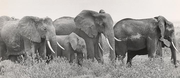 Elephants and Us: Considering Extinction exhibit at the Smithsonian National Museum of American History in Washington, DC