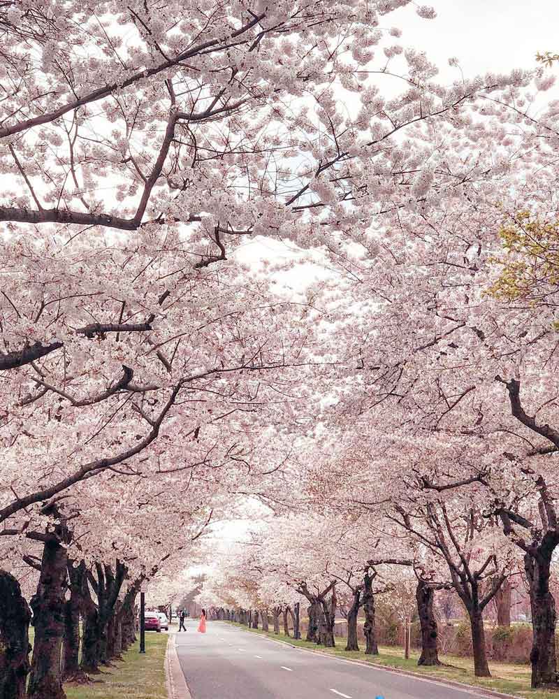 @goshdarnknit - Spring cherry blossoms along Hains Point Bike Trail - National Cherry Blossom Festival in Washington, DC