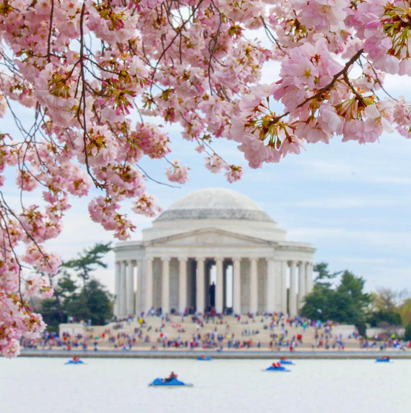 @markeisenhower - Paddleboats by Jefferson Memorial cherry blossoms - Washington, DC
