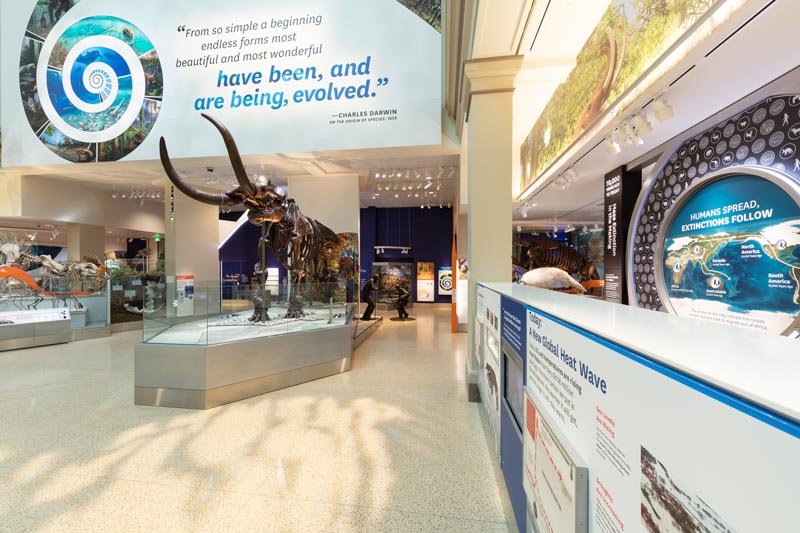 Fósiles en la exhibición Deep Time del Museo de Historia Natural: cosas gratis para hacer en el National Mall en Washington, DC