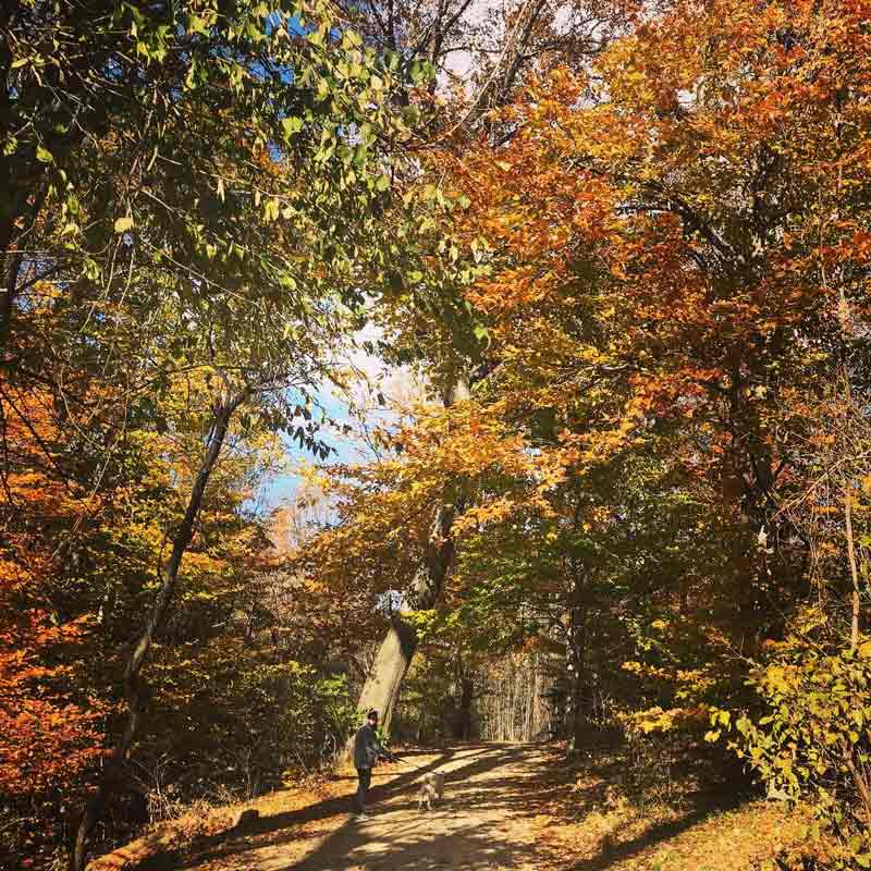 @meg.eliza.beth - Fall foliage covering Theodore Roosevelt Island - Where to find the best fall foliage in Washington, DC