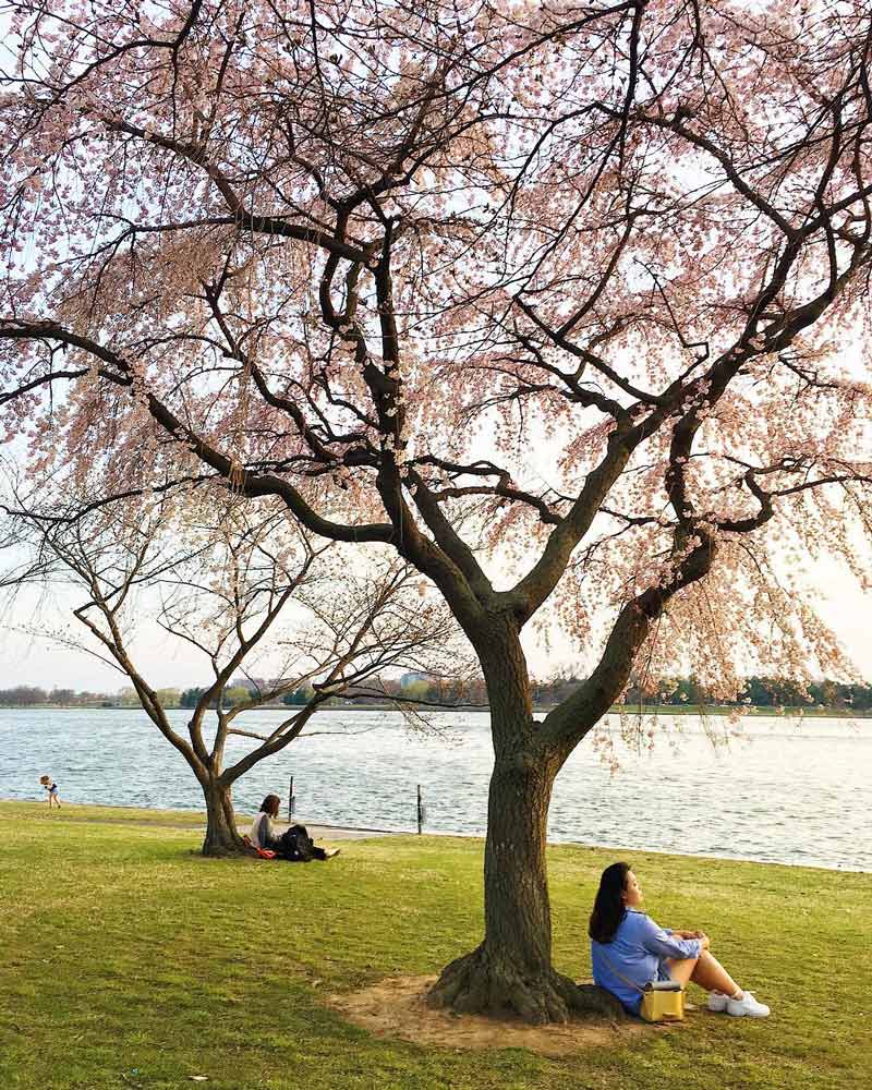 @mollymooooo - Cena da primavera ao longo do Rio Potomac - Coisas para fazer em Washington, DC