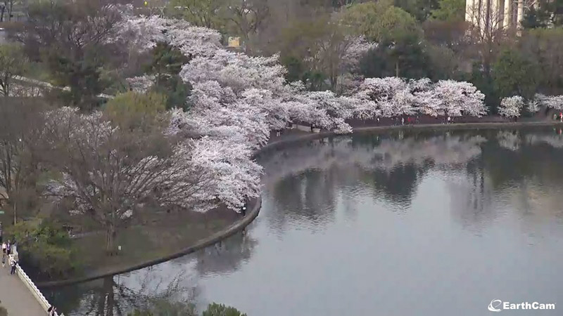Foto ao vivo da EarthCam da flor de cerejeira