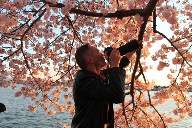 Wo kann man die Kirschblüten in Washington, DC fotografieren?