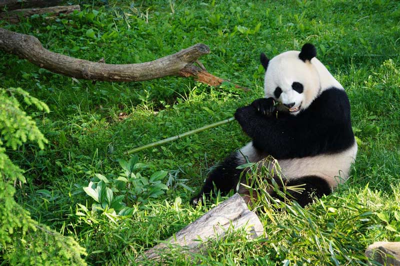 Großer Panda des Smithsonian National Zoo - Washington, DC