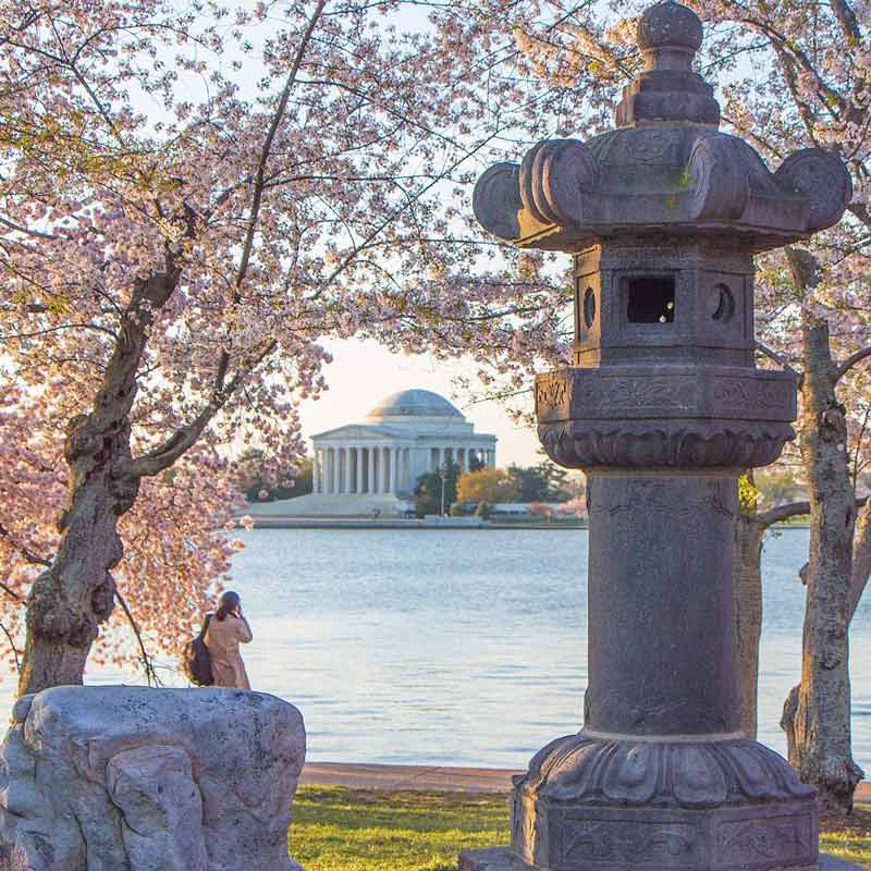 @transplantedindc - Fleurs de cerisier autour du bassin de marée et lanterne japonaise en pleine floraison - Printemps à Washington, DC