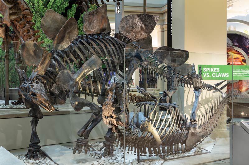 워싱턴 DC의 내셔널 몰에있는 스미소니언 국립 자연사 박물관 딥 타임 전시회에 전시 된 두 개의 공룡 화석