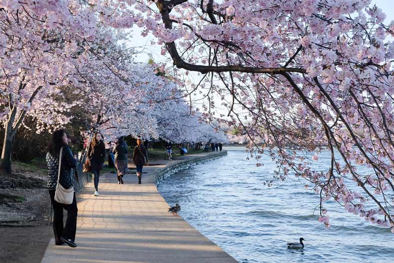 @amandaeisner - Visitors near Washington, DC Tidal Basin during National Cherry Blossom Festival cherry blossom tree peak bloom - Spring in DC