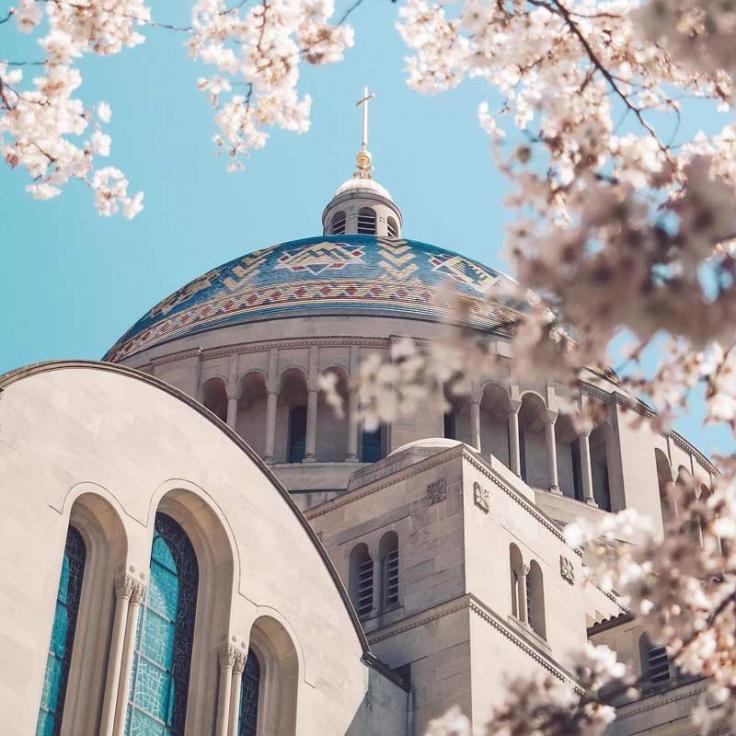 @mattschmalzel - Flores de cerezo de primavera en la Basílica del Santuario Nacional de la Inmaculada Concepción - Cosas que hacer en Washington, DC
