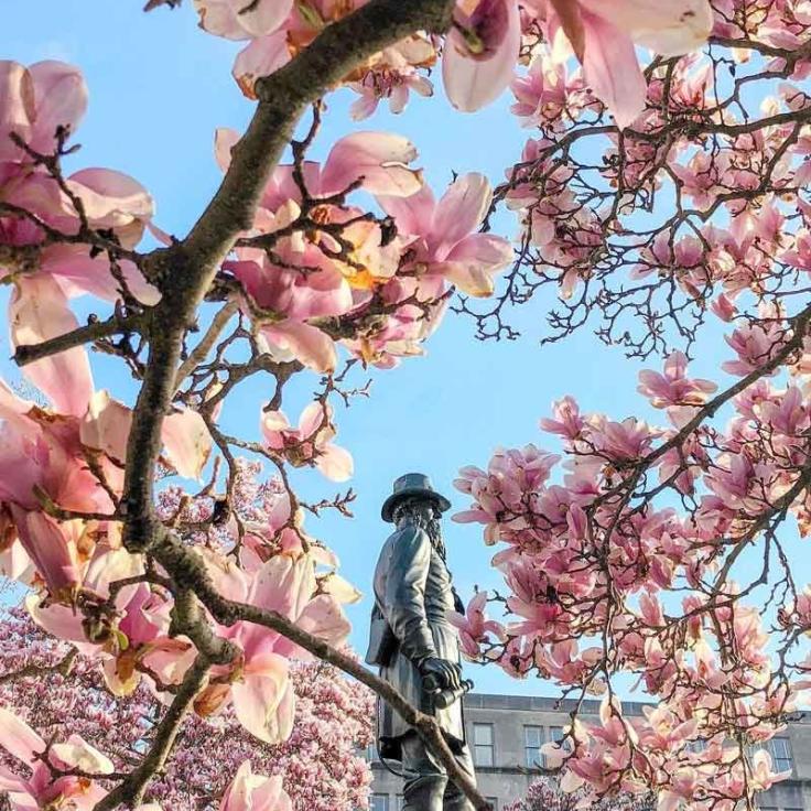 @nancyinusa-안개 바닥에있는 롤린스 공원의 봄 꽃-워싱턴 DC에서 이번 봄에 할 일