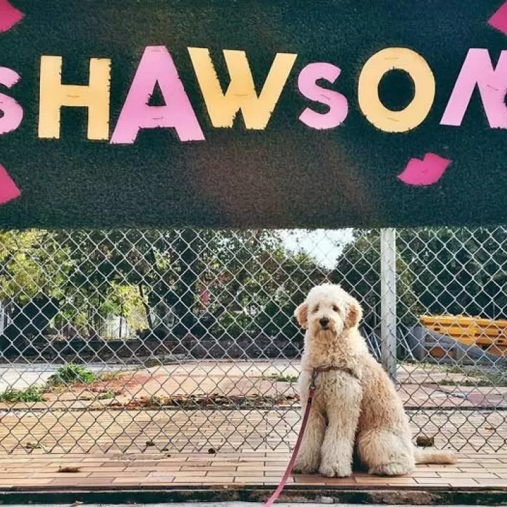 @roe_the_whoodle - Dog in Shaw - Que faire à Washington, DC