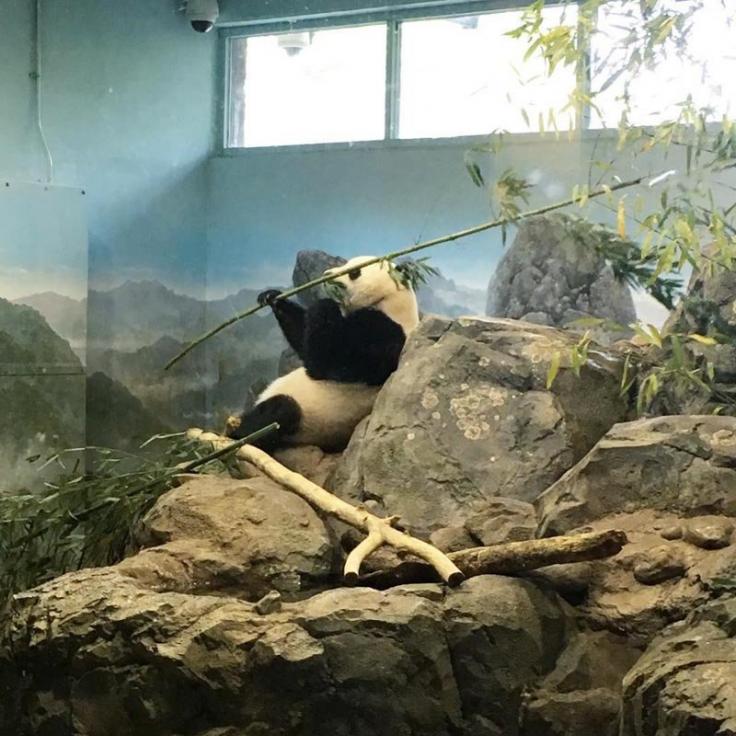 @sarahk948 - 우들리 공원에 있는 스미소니언 국립 동물원의 팬더 - 워싱턴 DC의 즐길거리