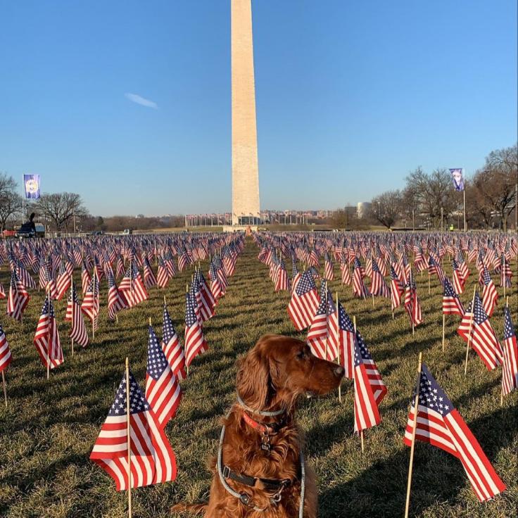 @ezratheirishsetter - Dog on National Mall with Flags