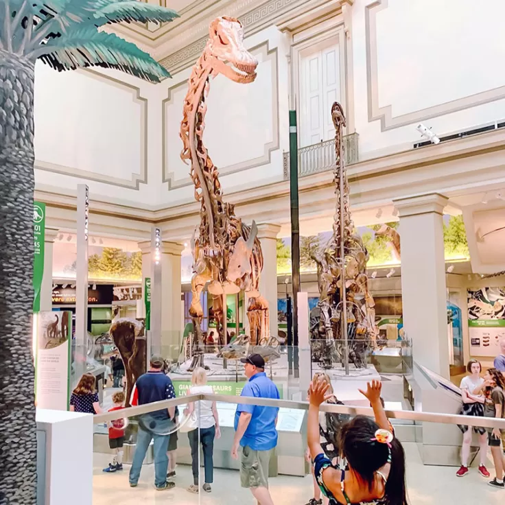 국립 역사 박물관에서 공룡을 올려다 보는 어린 아이