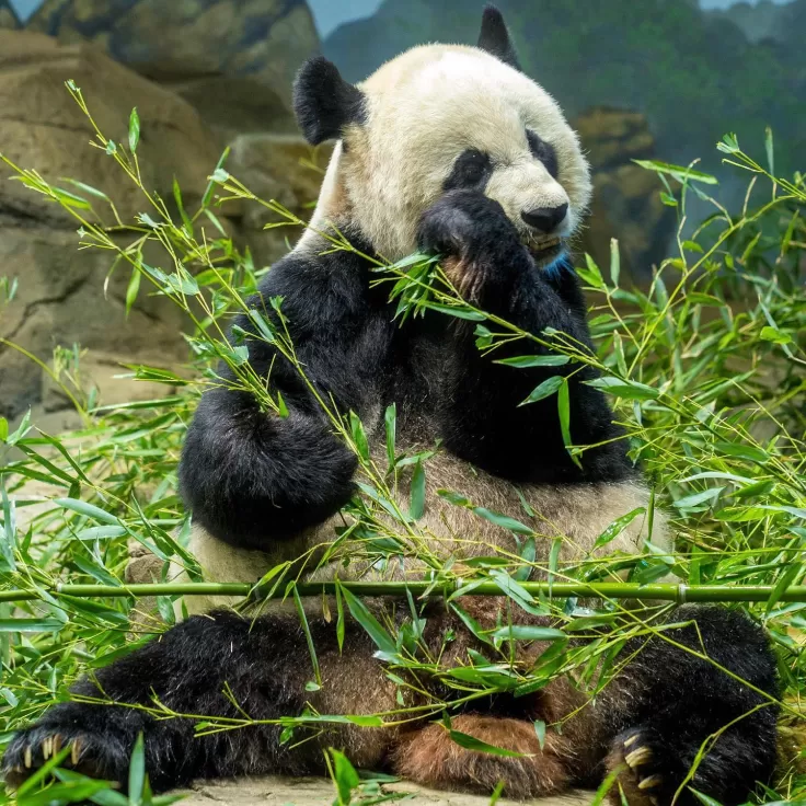 panda au zoo de dc