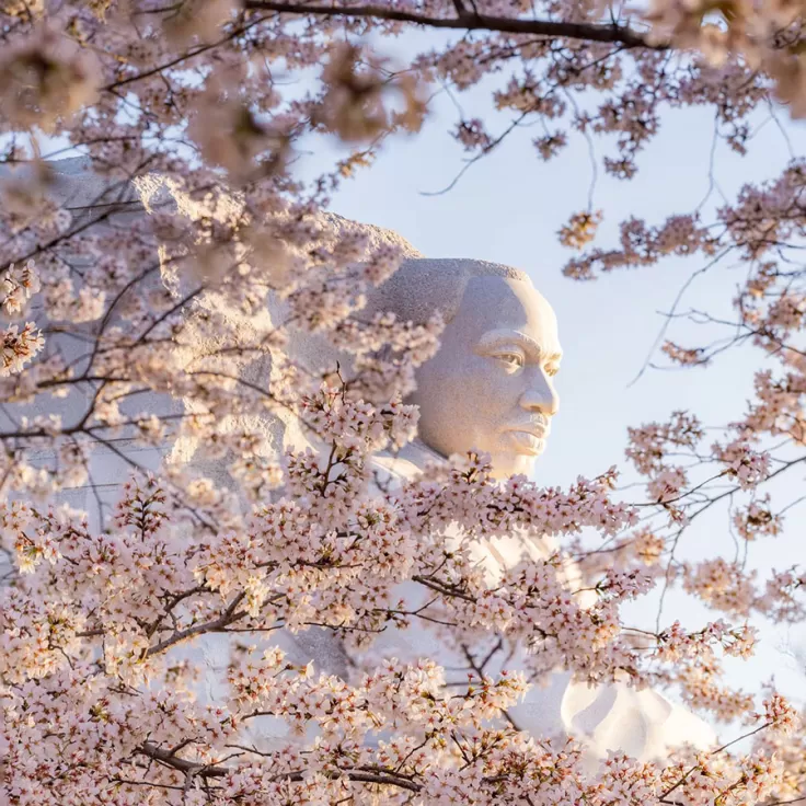 @cbridner | Cherry Blossoms surrounding the MLK Memorial