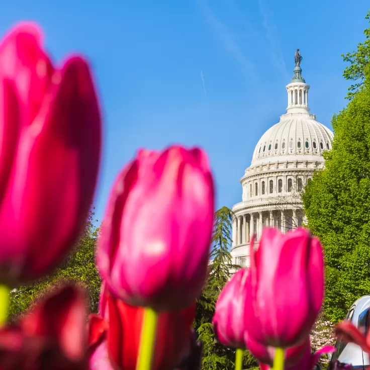 Capitol Tulips