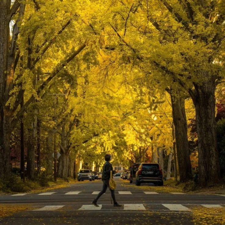 Person crossing a road under golden fall trees, with parked cars along the street