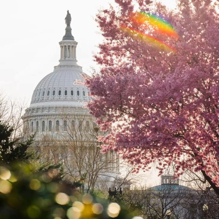 Photo of US Capitol behind a blooming pink tree with warm sun flare