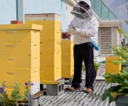 a beekeeper tends to yellow towers of enclosed bee hives on an outdoor terrace