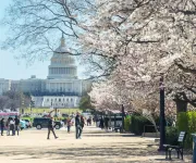 Blooming cherry blossoms line the path leading to the U.S. Capitol, with visitors strolling and enjoying the springtime view.