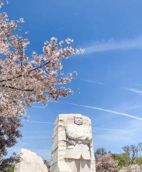 ワシントンdcの桜の木への行き方 Washington Org ワシントンdcの桜の木への行き方 Washington Org