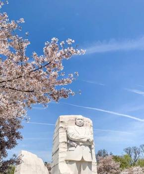 ワシントンdcの桜の木への行き方 Washington Org