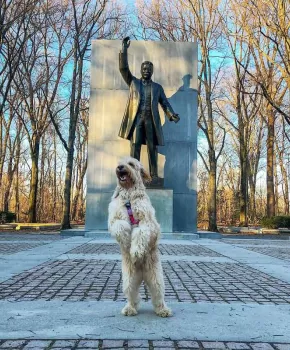 @colbycheesedoodle - 西奧多羅斯福島公園的狗 - 華盛頓特區的狗友好景點和活動