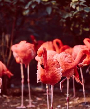 Flamingos at Smithsonian's National Zoo - Guide to the zoo in Washington, DC