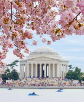 @markeisenhower-Jefferson Memorial cherry blossoms의 패들 보트-워싱턴 DC