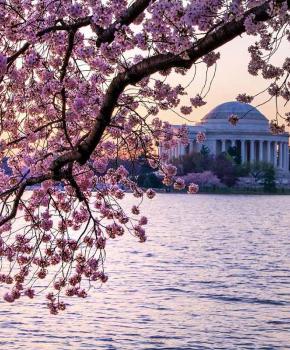 @ miliman12 - Vista del Jefferson Memorial y los cerezos en flor de Tidal Basin - Primavera en Washington, DC