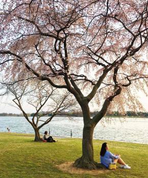 @mollymooooo - Escena de primavera a lo largo del río Potomac - Cosas que hacer en Washington, DC