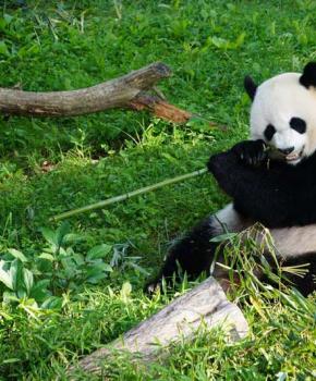 參觀華盛頓史密森尼國家動物園的指南 華盛頓特區 參觀華盛頓史密森尼國家動物園的指南 華盛頓特區