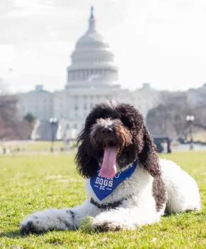 @teddy4president - Chien sur le National Mall devant le Capitole des États-Unis - Endroits acceptant les chiens à Washington, DC