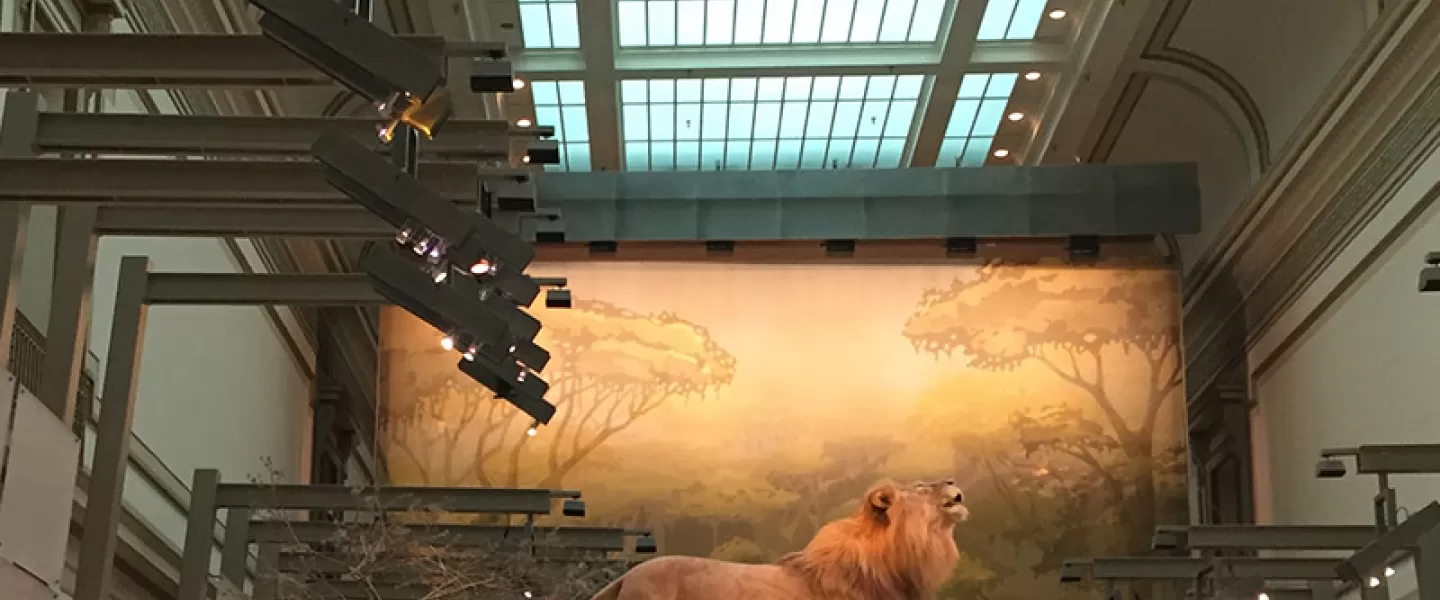 Kenneth E. Behring Mammal Hall at the National Museum of Natural History - Free Smithsonian Museum in Washington, DC