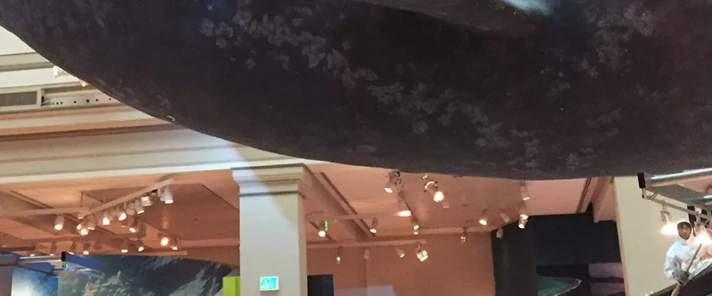 Sant Ocean Hall at the National Museum of Natural History - Free Smithsonian Museum in Washington, DC