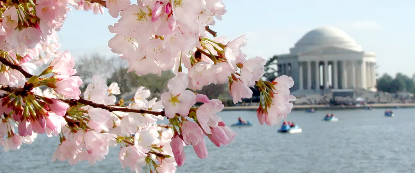 Cherry blossoms around Tidal Basin
