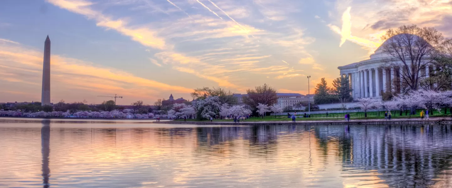 Cherry blossoms around Tidal Basin