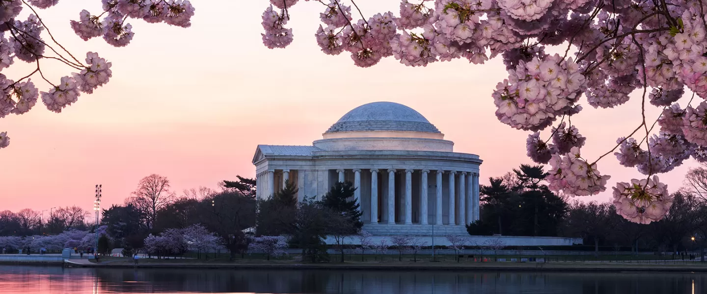 Cerisiers en fleurs au Jefferson Memorial