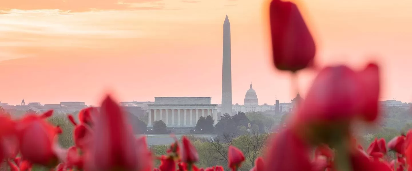 @johiattkim - Tulipani con monumento nazionale sullo sfondo