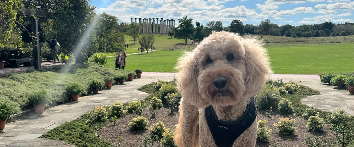 Exploring Pet-Friendly Wineries: Types, Locations, And More  
