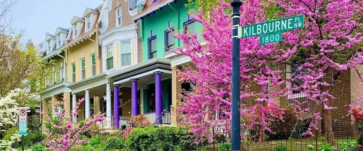 A row of colorful houses with blooming pink trees on Kilbourne Place NW in Washington, D.C.