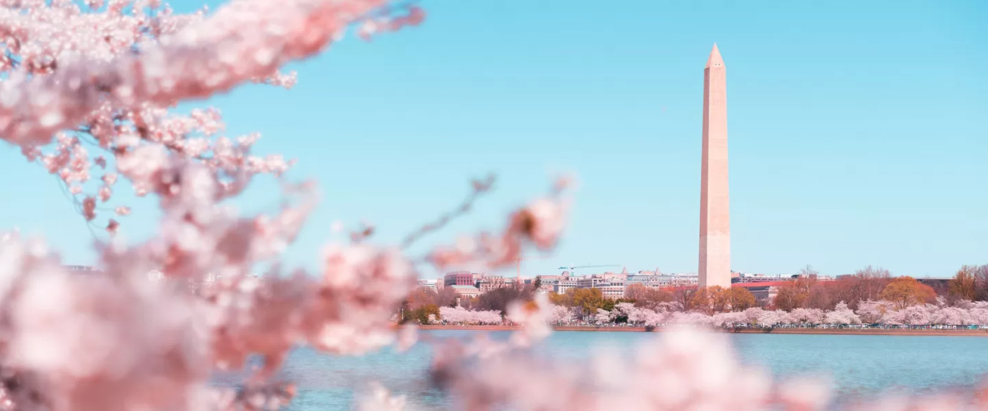 Đài tưởng niệm Washington được bao quanh bởi hoa anh đào, với nền là bầu trời trong xanh. Những bông hoa tạo thêm tiền cảnh mềm mại, mộng mơ, tương phản với cấu trúc cao và sắc nét của tượng đài.