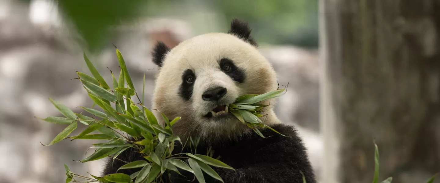 Panda wielka w Instytucie Narodowego Zoo i Biologii Ochrony Przyrody Smithsonian