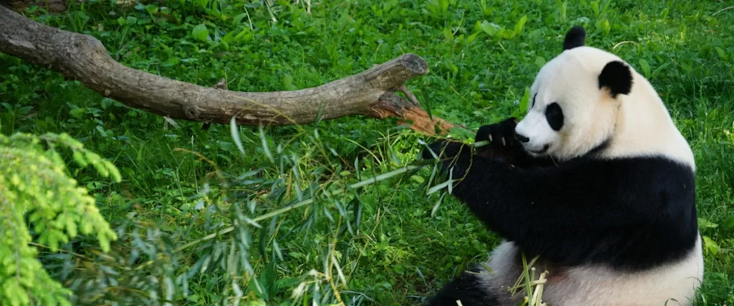 Un panda géant est assis dans une herbe verte luxuriante, grignotant du bambou au zoo national Smithsonian.