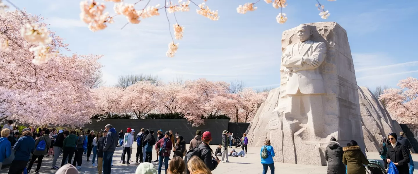 Besucher bewundern das Martin Luther King Jr. Memorial, umrahmt von Kirschblüten in voller Blüte an einem strahlenden Frühlingstag in Washington, DC.