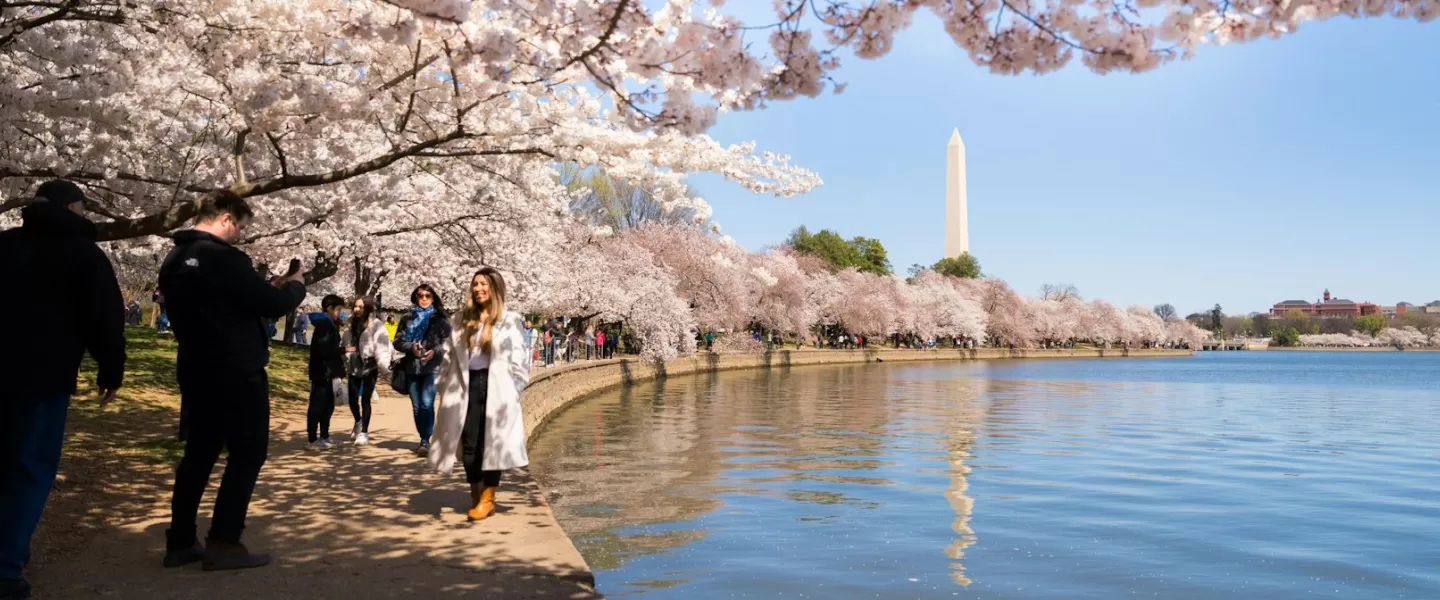 People walk beneath cherry blossoms along the Tidal Basin in Washington, DC, with the Washington Monument in the background.