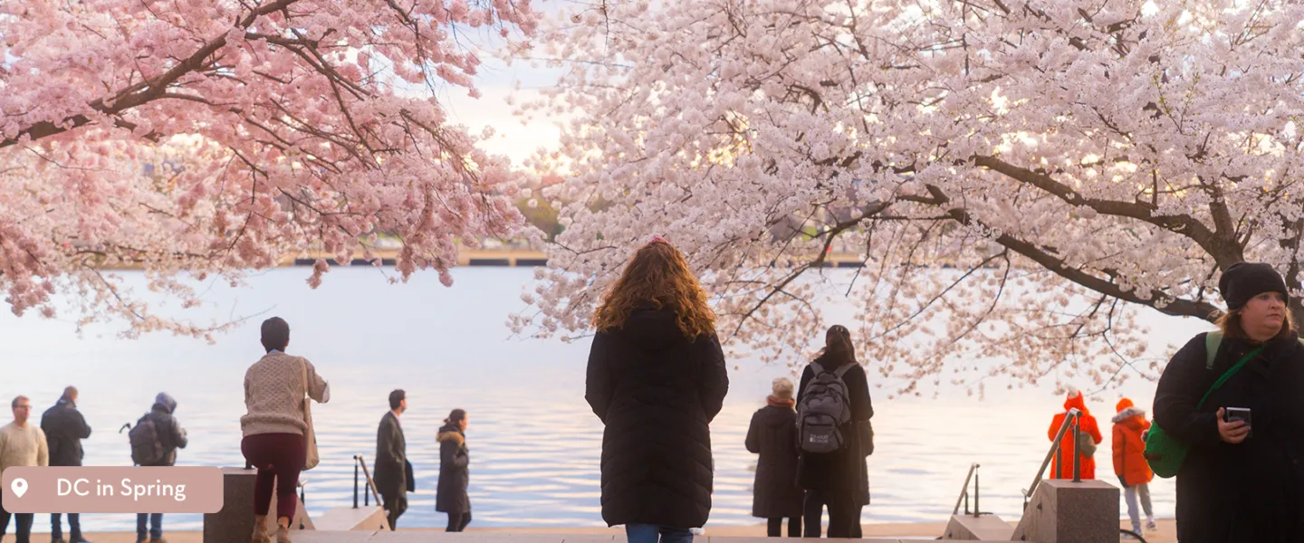People viewing the Cherry Blossoms around the Tidal Basil